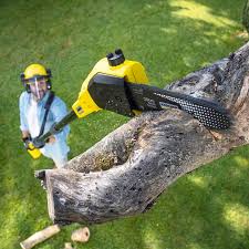 Best Arborist Consultation Services  in Montevideo, MN