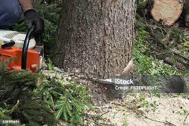 Best Palm Tree Trimming  in Montevideo, MN