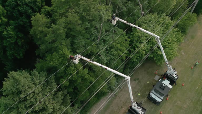 How Our Tree Care Process Works  in  Montevideo, MN