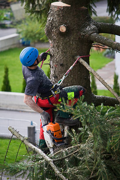 Best Tree Risk Assessment  in Montevideo, MN