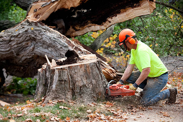 Best Lot and Land Clearing  in Montevideo, MN