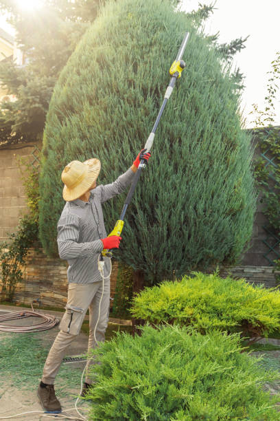 Tree and Shrub Care in Montevideo, MN